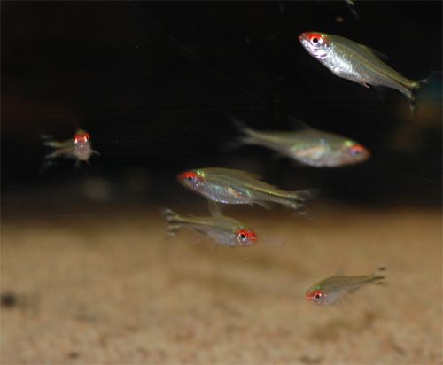 Hemigrammus rhodostomus