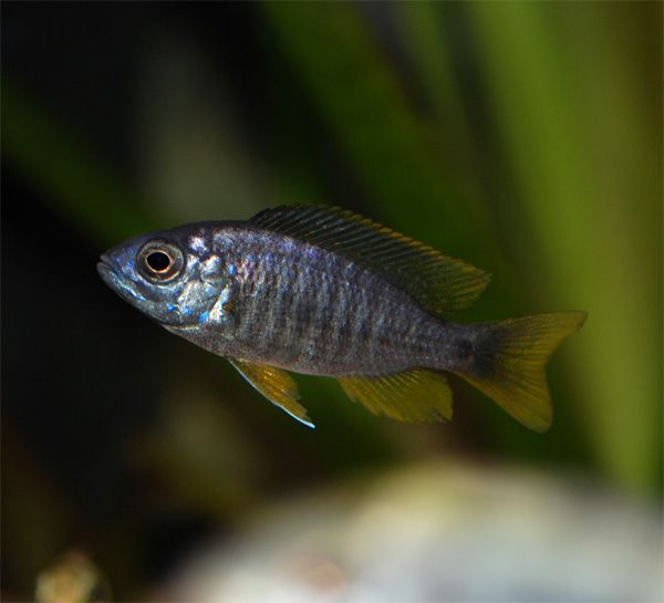 Copadichromis Borleyi Red fin