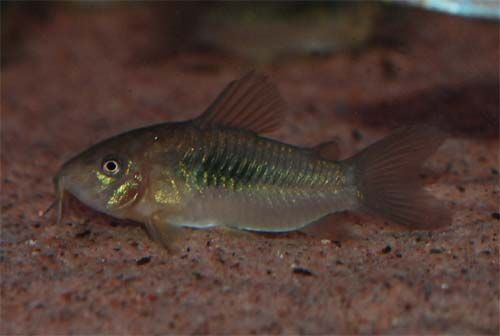 Corydoras Aeneus 