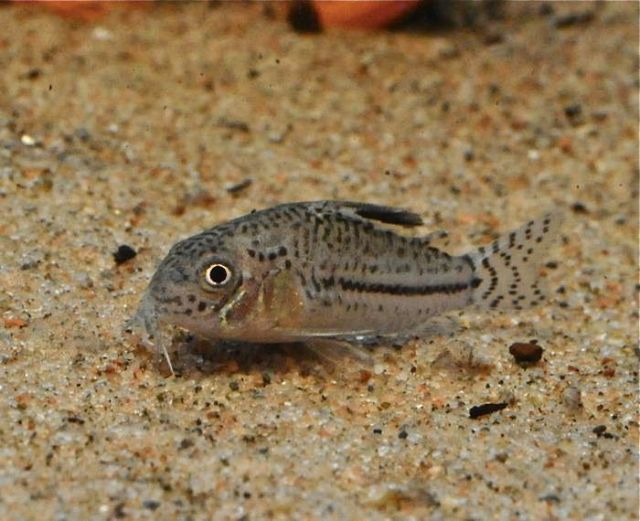 Corydoras Trilineatus