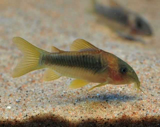 Corydoras Melantoenia