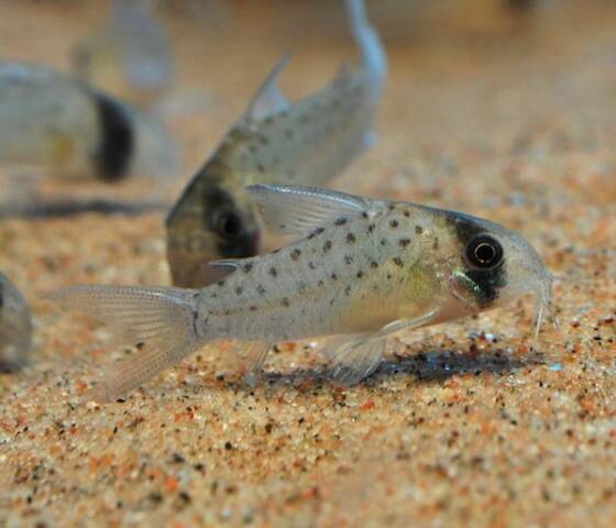 Corydoras Atropersonatus