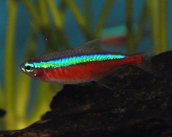 Paracheirodon Axelrodi