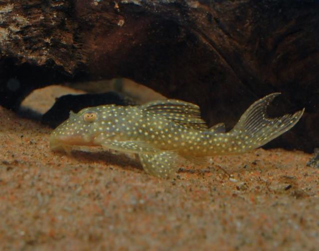 Hypancistrus sp. L-136