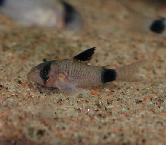 Corydoras Panda