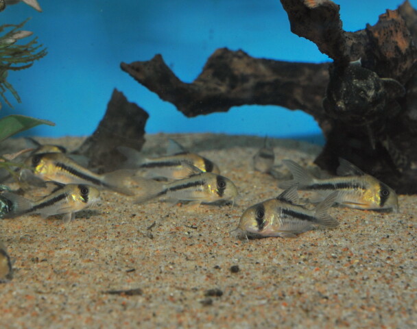 Corydoras Axelrodi