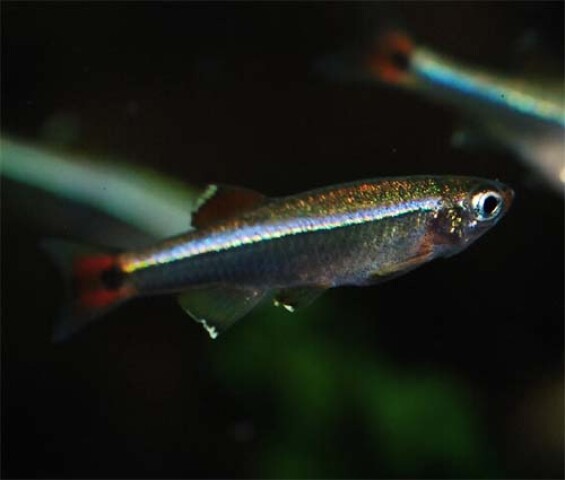 Tanichthys Albonubes