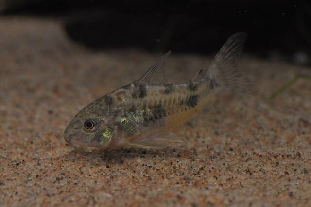 Corydoras Paleatus