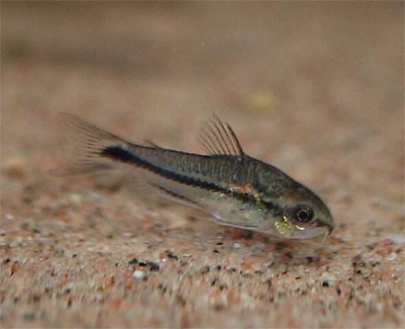 Corydoras Pygmaeus