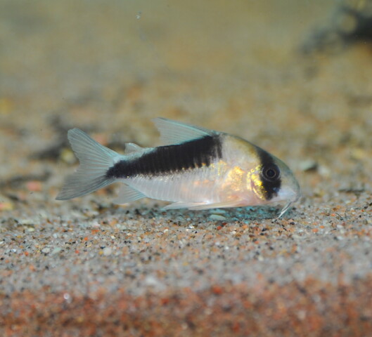 Corydoras sp. CW107