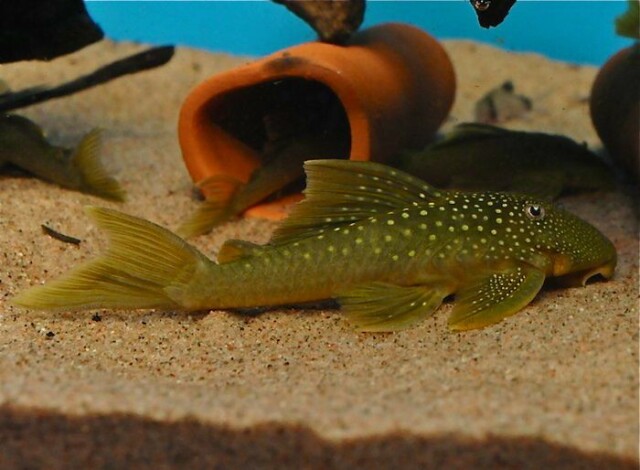 Hemiancistrus Subviridis L-200