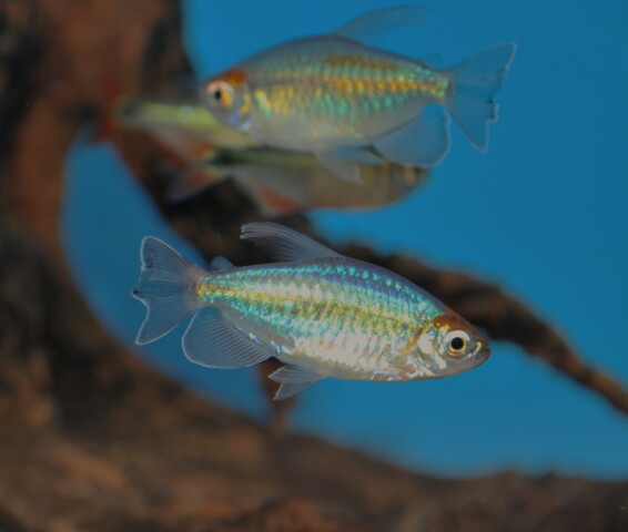 Kongo Tetra