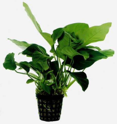 Anubias Barteri var. Nana, potte