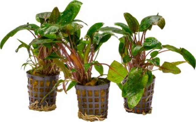 Cryptocoryne Bullosa, potte