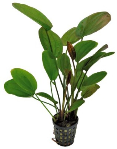 Echinodorus Chrileni, potte